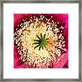 Cactus Color Framed Print