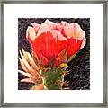 Cactus Cutie Framed Print