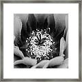Cactus Flower Framed Print