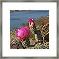 Cactus Flower Framed Print