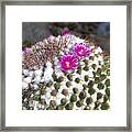 Cactus In Bloom Framed Print