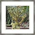 Cactus Baby Framed Print