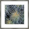 Cactus Needles From The Top Framed Print
