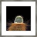 Cactus Photo Framed Print