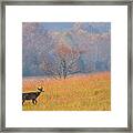 Cades Cove Deer Framed Print