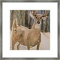 Caedmon's Buck Framed Print