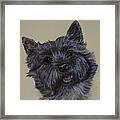 Cairn Terrier Framed Print