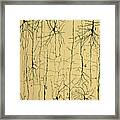 Cajal Drawing Of Microscopic Structure Of The Brain 1904 Framed Print