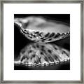 Calico Scallop B/w Framed Print