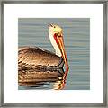 California  Brown Pelican Framed Print