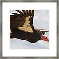 California Condor At Big Sur Framed Print