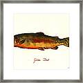 California Golden Trout Fish Framed Print