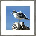 California Gull At Landfill Framed Print