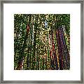 California Mountains -  Crowded Redwoods Framed Print