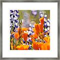 California Poppies And Lupine Framed Print