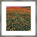 California Poppies At Dawn Lancaster California Framed Print