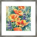 California Poppies In Bloom Framed Print