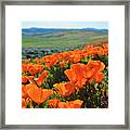 California Poppy Reserve Framed Print
