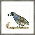 California Quail Framed Print