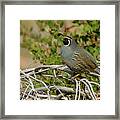 California Quail #1 Framed Print