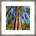 California Redwood And Sequoia Trees Ap Framed Print