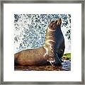 California Sea Lion At La Jolla Cove Framed Print