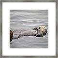 California Sea Otter Framed Print