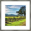 California Wine County - Sonoma Vineyard And Lone Oak Tree Framed Print