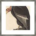 Californian Vulture Framed Print