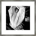 Calla Lily Framed Print