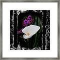 Calla Lily Splash Framed Print