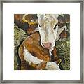 Calm Calf Framed Print