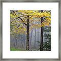 Yellow Birch Tree In Fog Framed Print