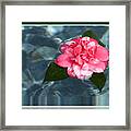 Camelia On Water Framed Print