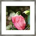 Camellia 4 Framed Print