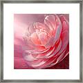 Camellia Framed Print