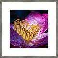 Camellia In Light And Shadow Framed Print