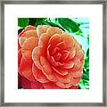 Camellia Framed Print