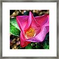 Camellia - Tulip Time 001 Framed Print