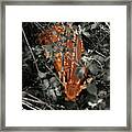Camouflaged By Nature Framed Print
