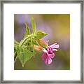Campion And Blue Framed Print