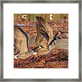 Canada Geese 1698-011918-2cr Framed Print