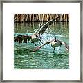Canada Geese Chase 4906 Framed Print