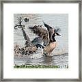 Canada Geese Fight 3975-012618-4cr Framed Print