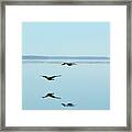 Canada Geese Flying At Big Bay Point Framed Print