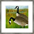 Canada Geese Grazing Framed Print