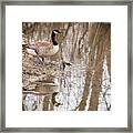 Canada Geese Reflection Framed Print
