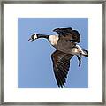Canada Goose In Flight Framed Print