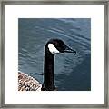 Canada Goose Framed Print