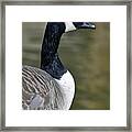 Canada Goose Portrait Framed Print